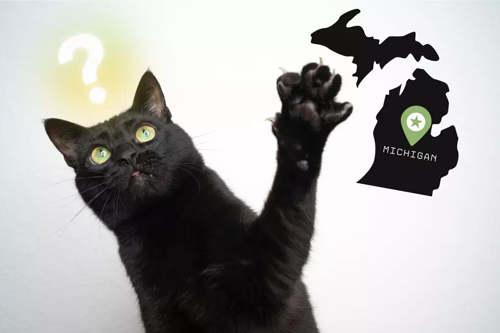 Can a Michigan Landlord Require You to Declaw Your Cat?