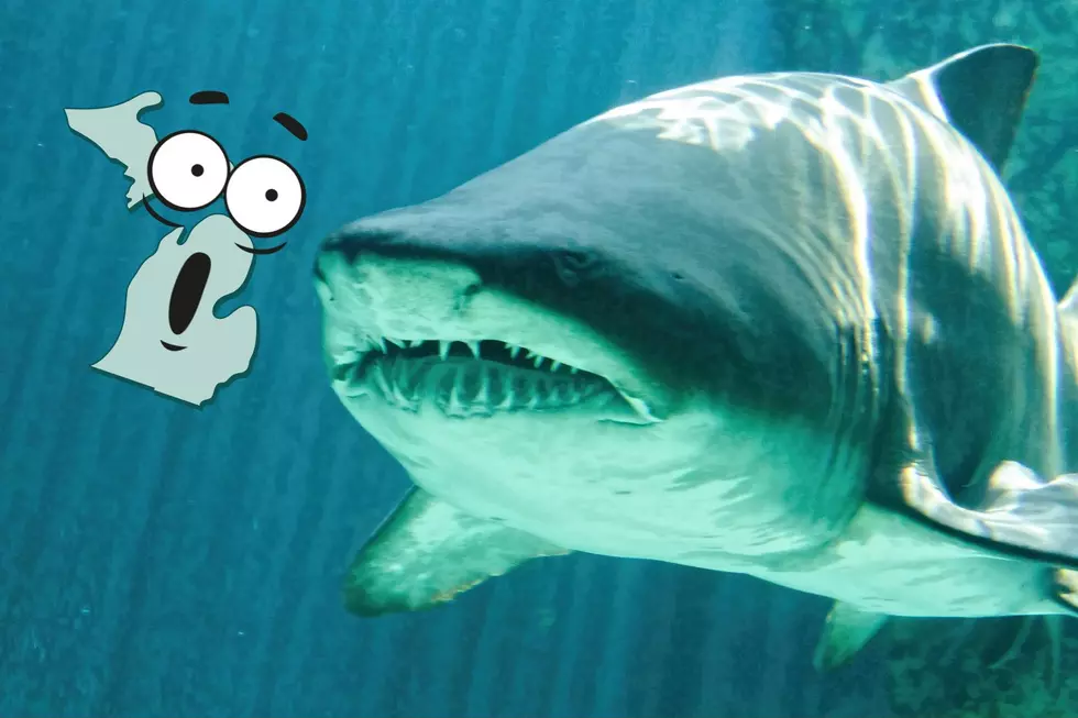 Michigan's Favorite Shark From Shark Week is a Brute