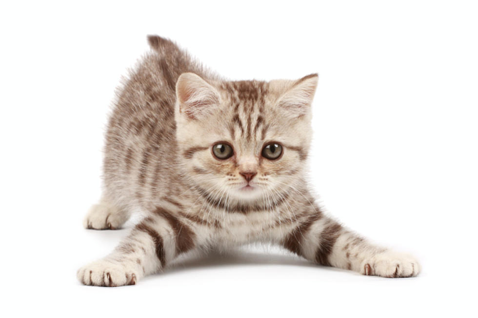 It’s National Cat Day!  Get a Kitten Delivery Here!