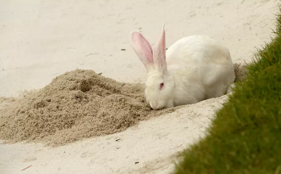 Bunnies Doing What Bunnies Do On Live TV [Video]