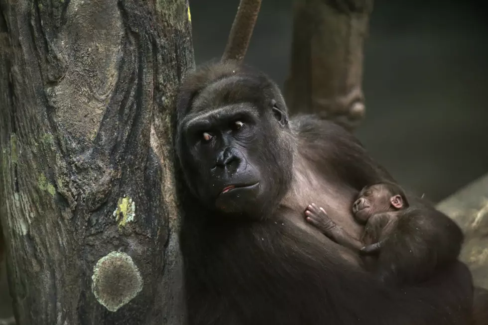 How The Heck Does This Gorilla Know How To Make A Fire?  [Video]