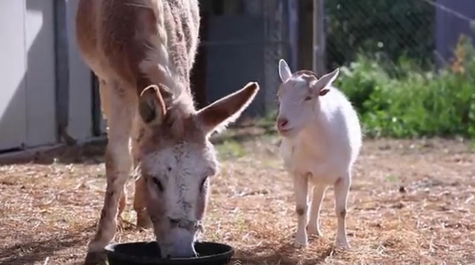 Depressed Goat Finds Happiness With Burro [VIDEO]