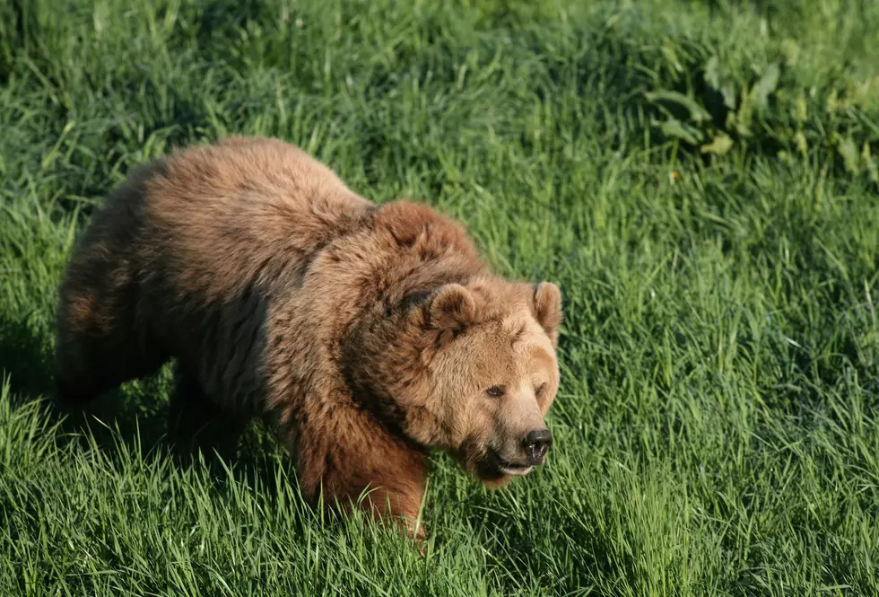 Watch Alaskan Bears Catch Migrating Salmon