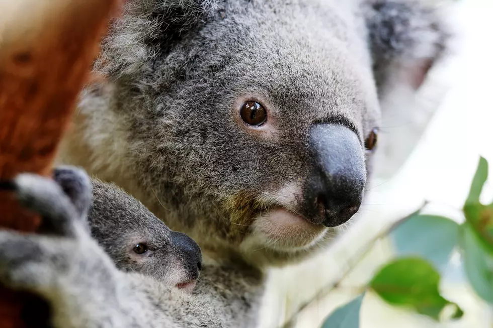Koala Bear Fight Club! [VIDEO]