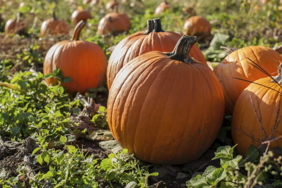 Daily Cuteness:  Porcupine Chows On Some Pumpkins