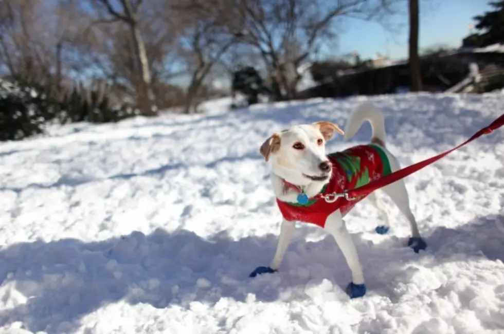 Safety Tips For Pets In Cold Weather