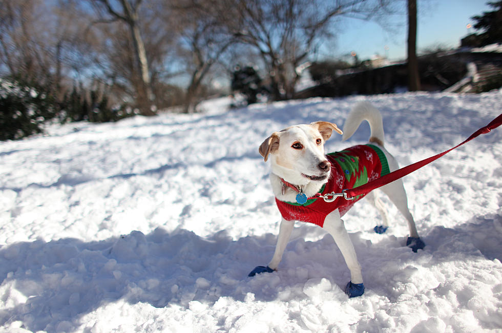 Don&#8217;t Forget About Your Pets in These Frigid Temps