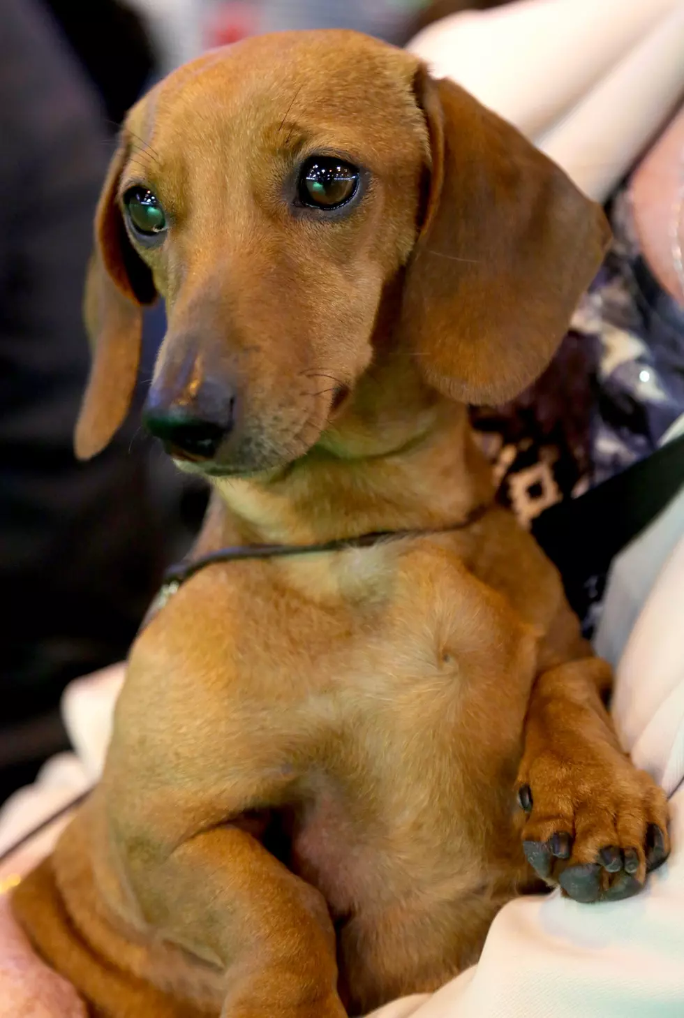 Having A Bad Day? Watch This Singing Wiener Dog [VIDEO]