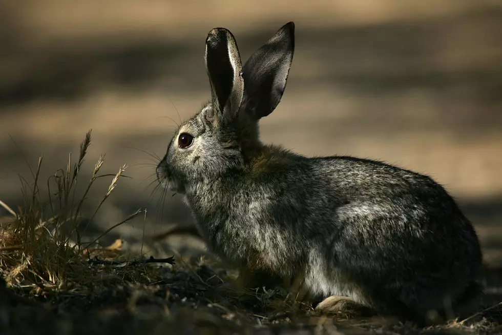 You Won’t Believe What This Rabbit Can Do! [WATCH]