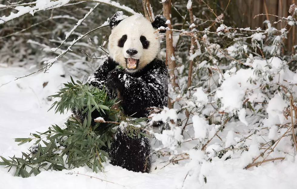 Cute Panda Plays In The Snow For The First Time [VIDEO]