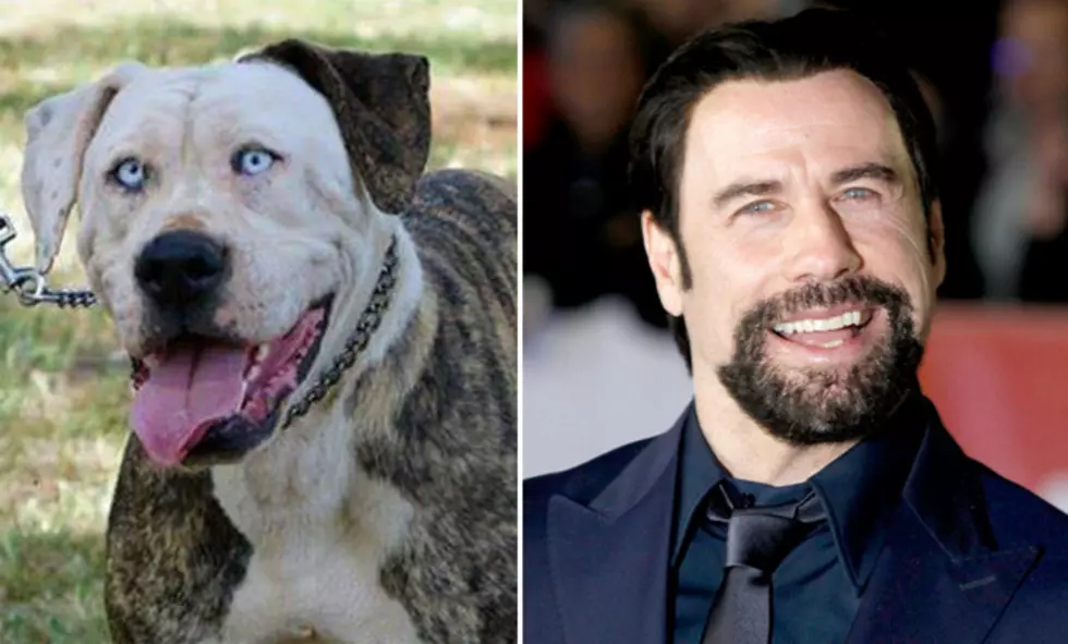 This Dog Looks Like John Travolta!
