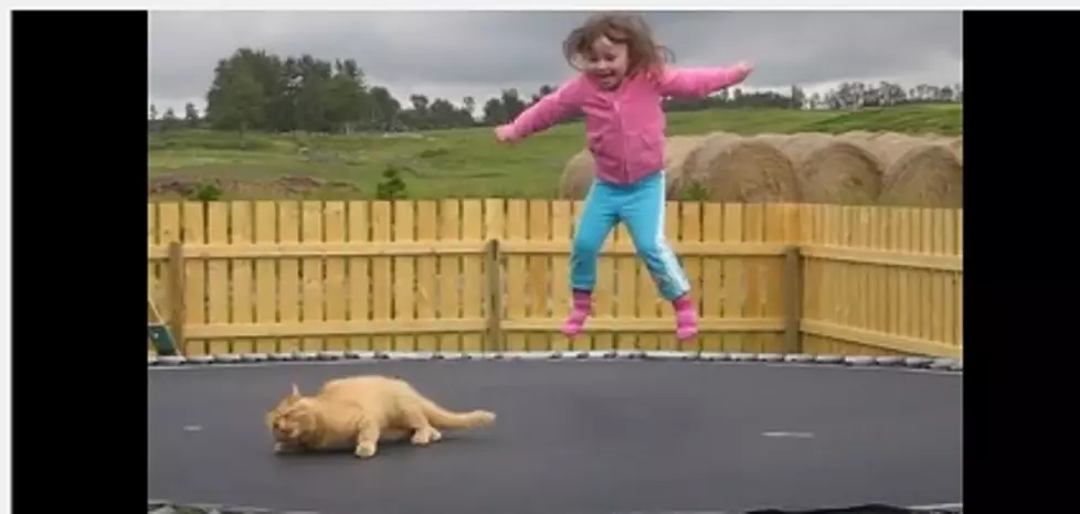 Happiness Is A Cat On A Trampoline [WATCH]