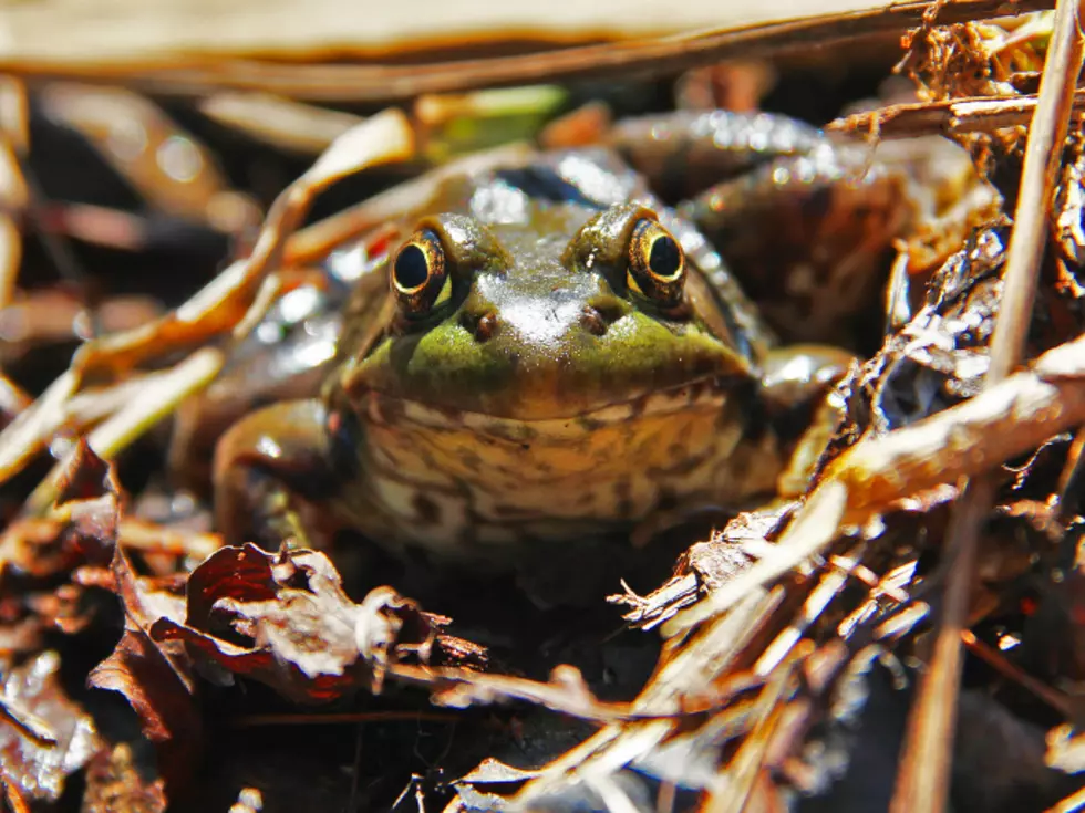 Is Boise Going To Be Invaded By Bullfrogs?