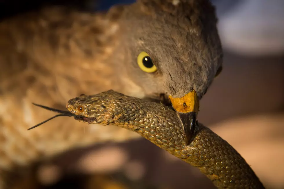 Taxidermy, Idaho&#8217;s Favorite Valentines Day Gift!