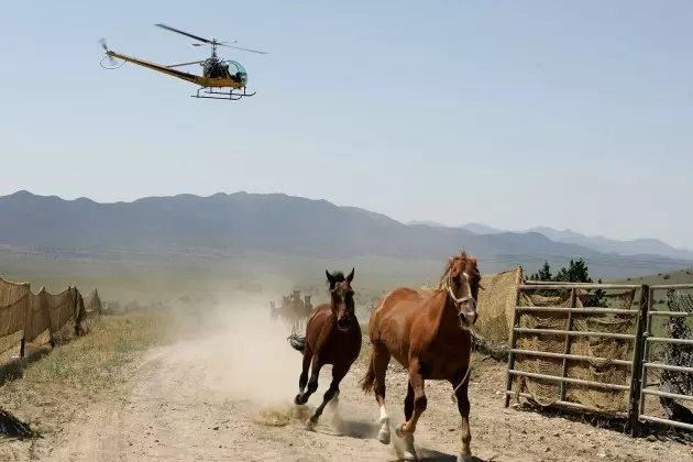 Idaho Woman Fined for Saving Horse