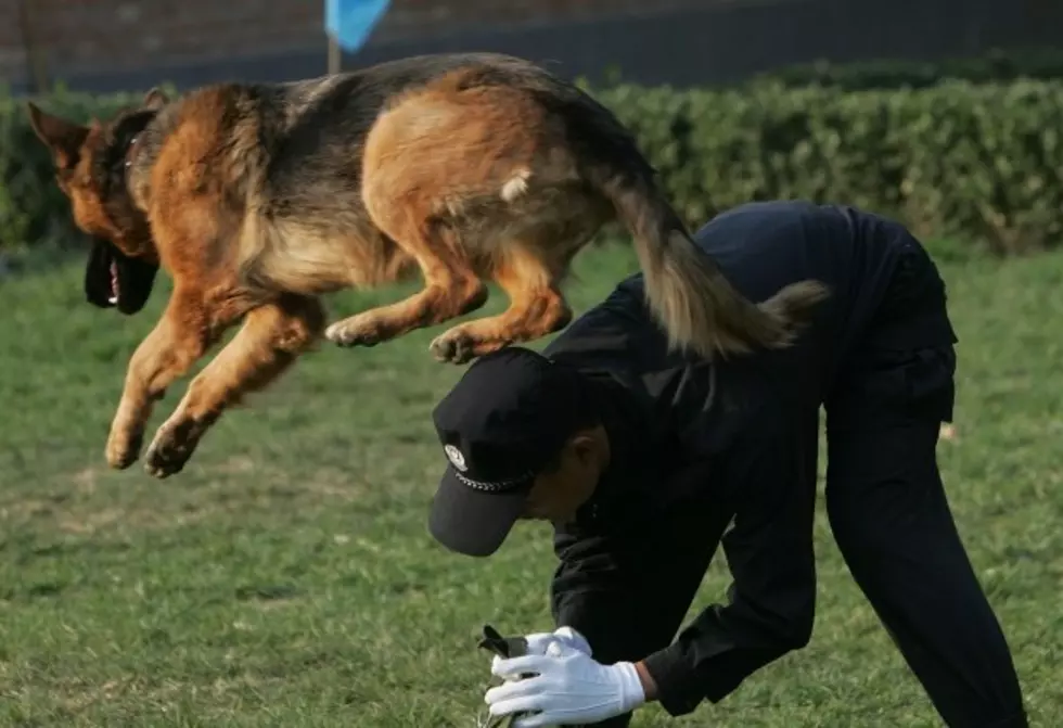 Boise Police Shoot Dog