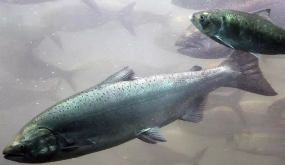 Chinook Salmon Released Into Boise River