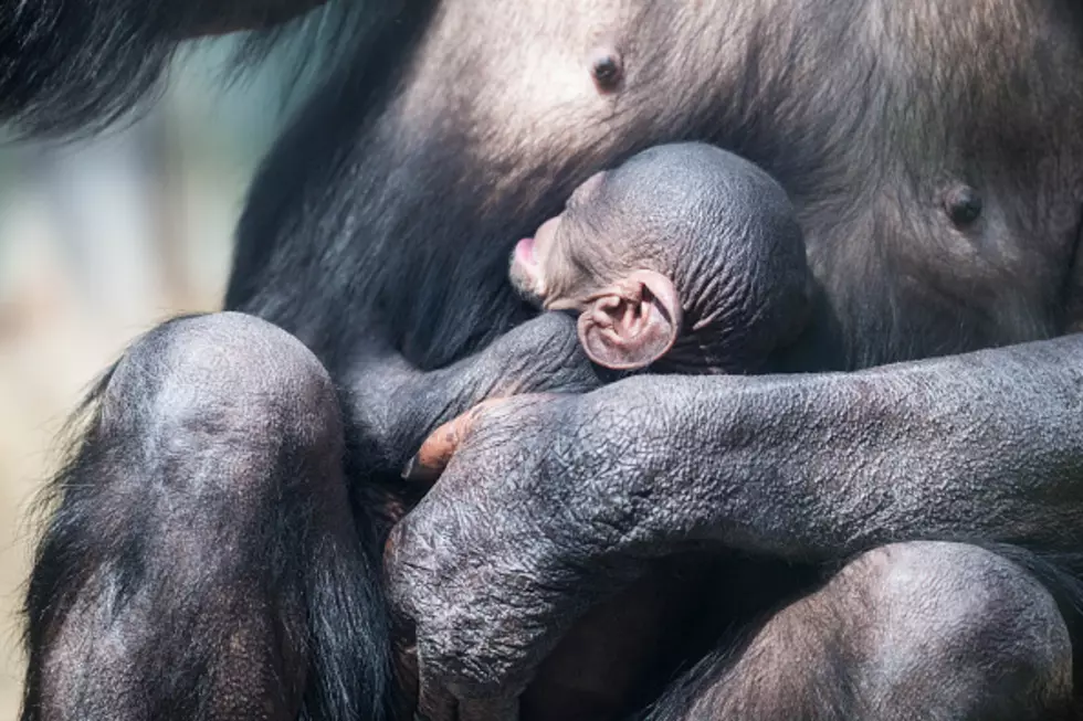 Baby Monkey Born At Zoo Boise