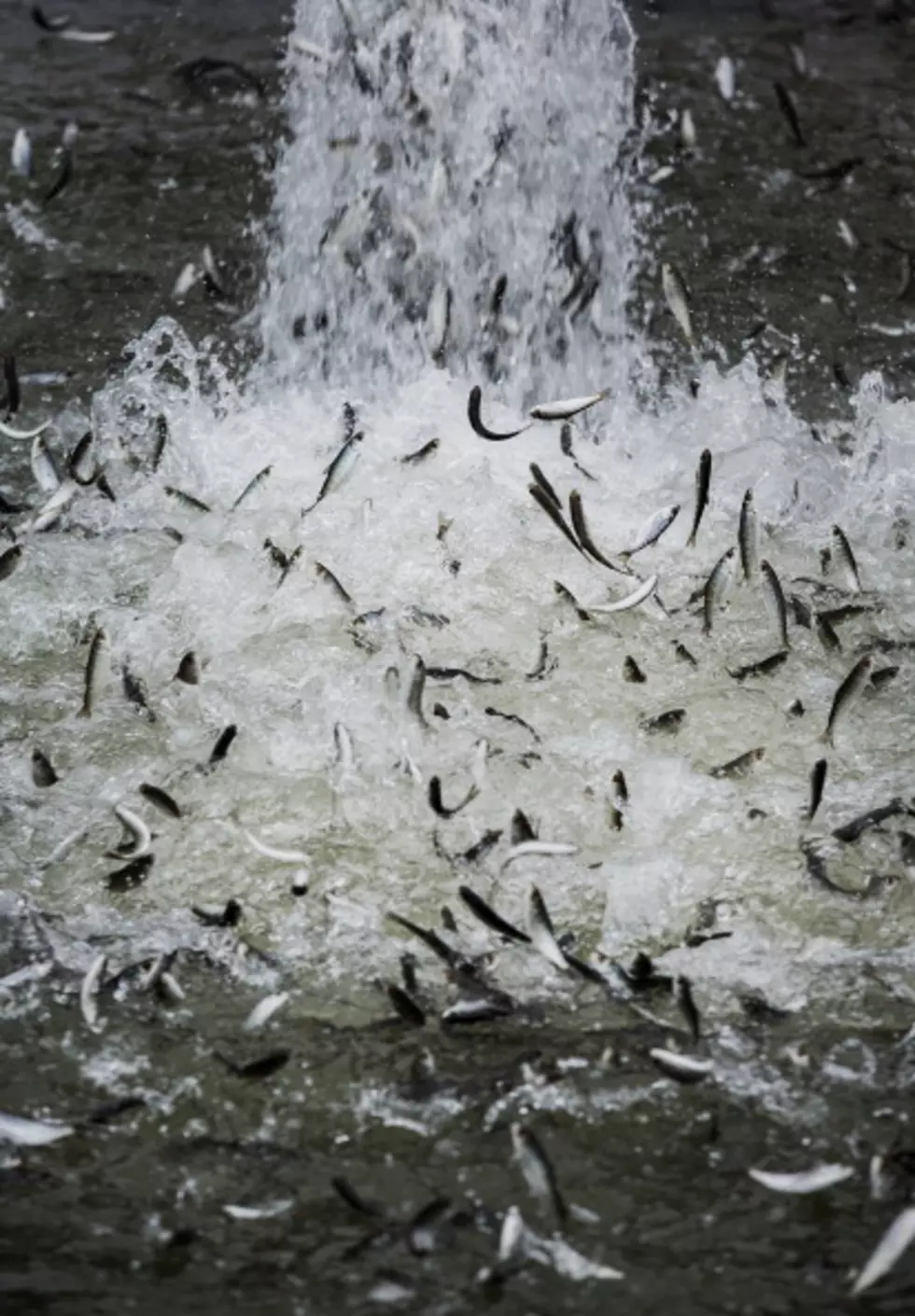 More Chinook Salmon Released Into Boise River Tomorrow