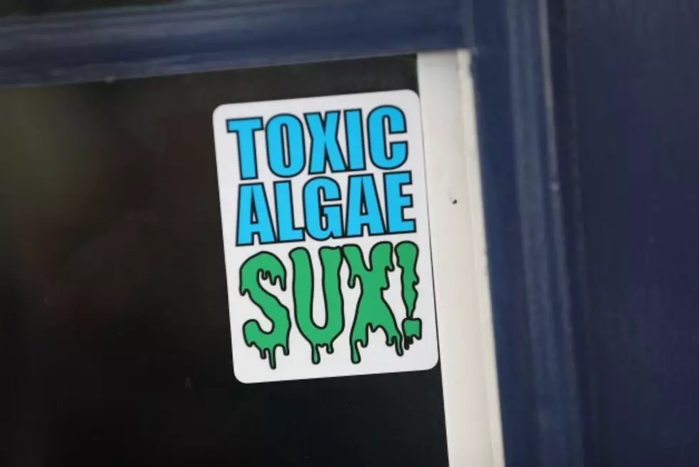 Toxic Algae in Lake Lowell