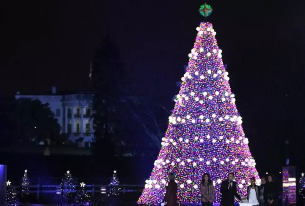Capitol Christmas Tree on Display in Boise