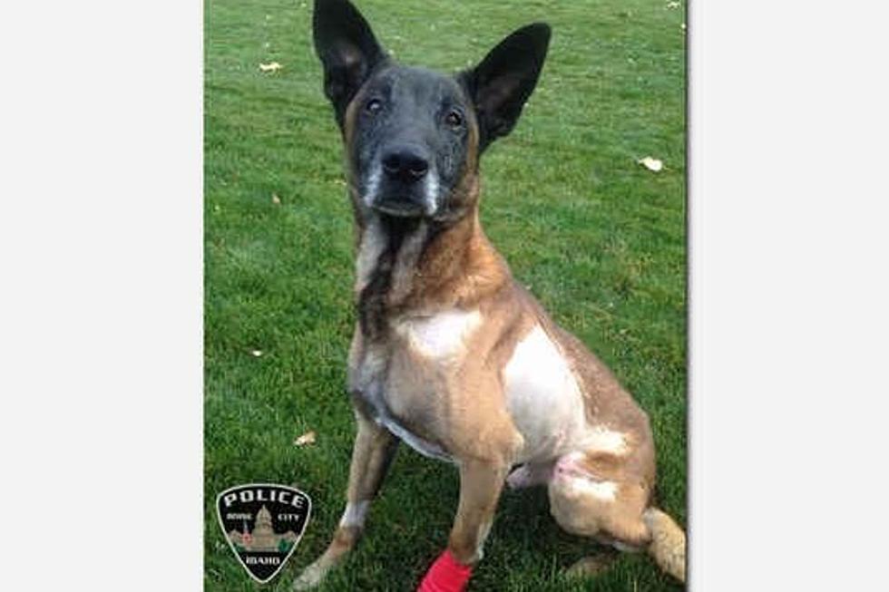 Memorial Planned for Jardo &#038; Other K9 Officers