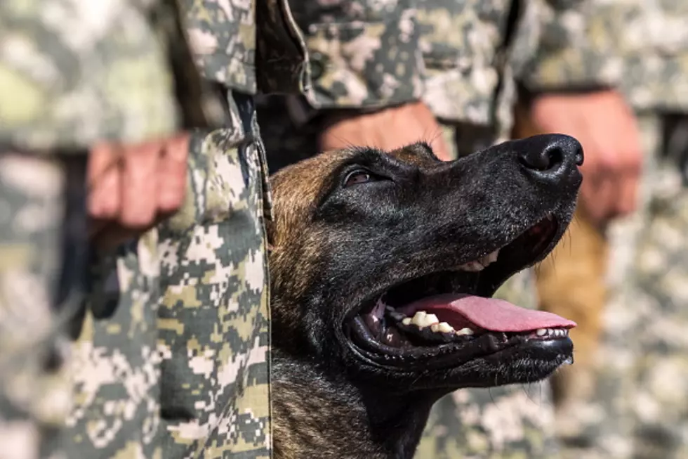 Boise Dog Receives Full Military Funeral