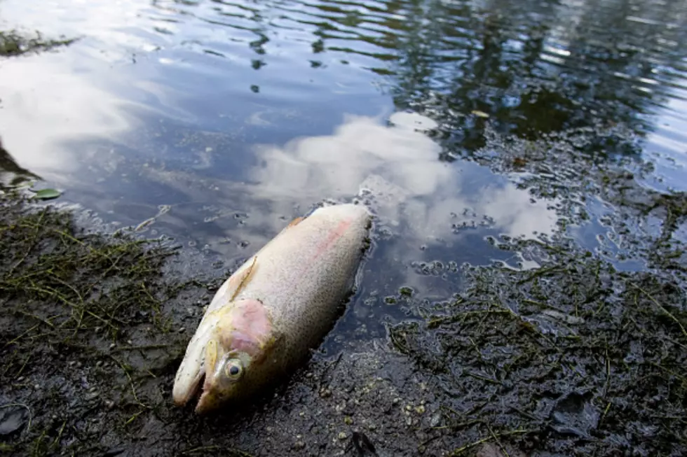 Steelheads Are Dying In Idaho Waters