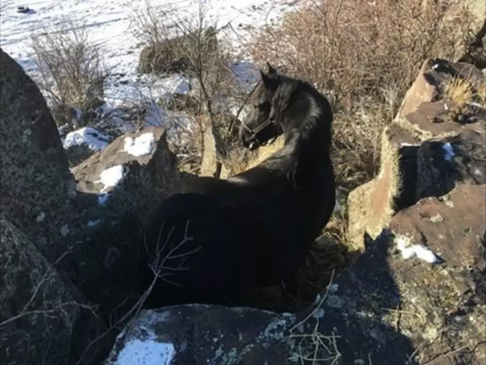 Horse Saved Off Idaho Cliff