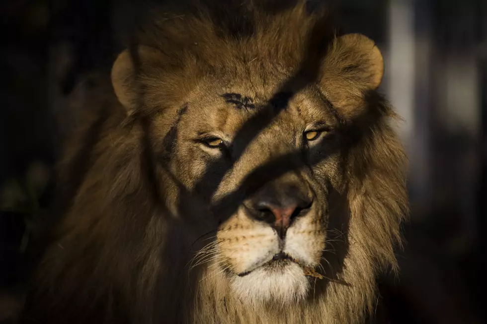 Zoo Boise Lion Euthanized