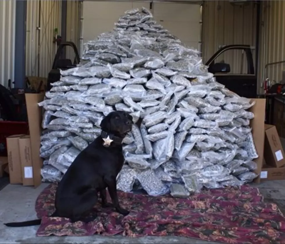 Idaho K-9 Sniffs Out Over $1 Million Worth Of Pot