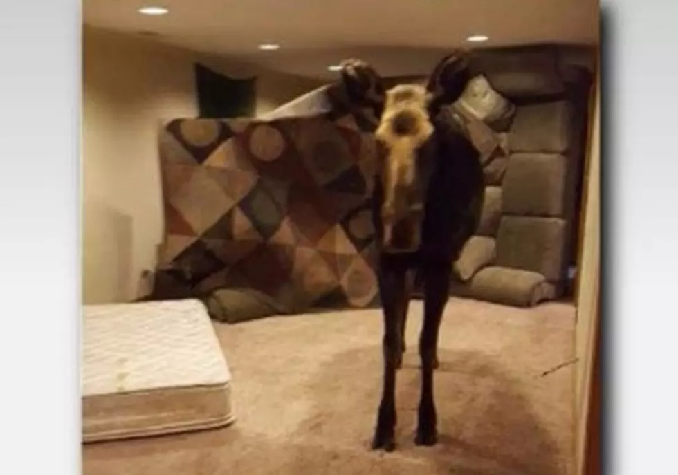 Moose Enters Hailey Home Through Window