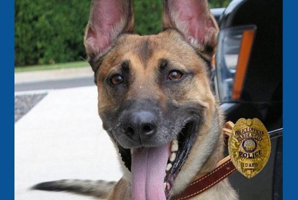 Ike the K-9 Is Locked Up At The Garden City Police Department