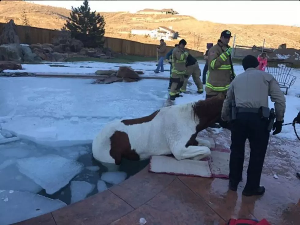 Horse Rescued in Eagle