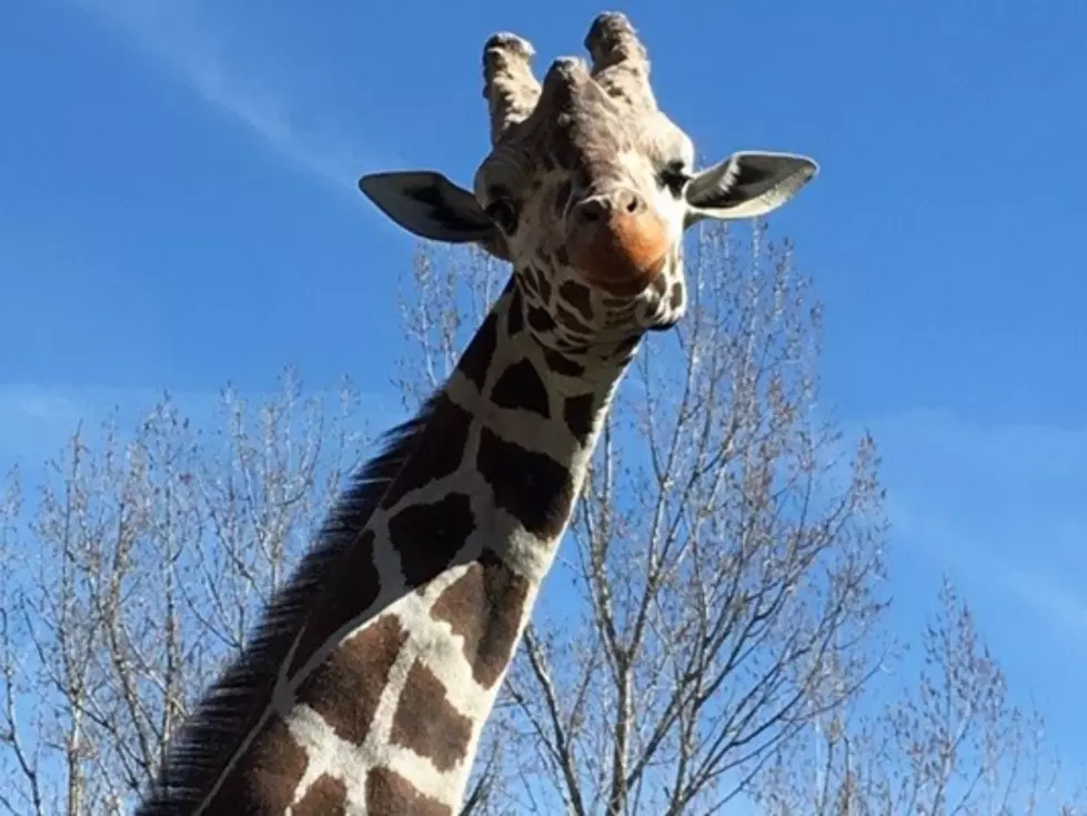 Zoo Boise&#8217;s Giraffe Euthanized