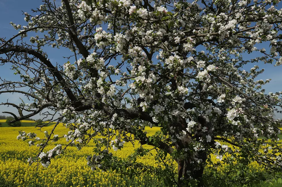 Payette Apple Blossom Festival