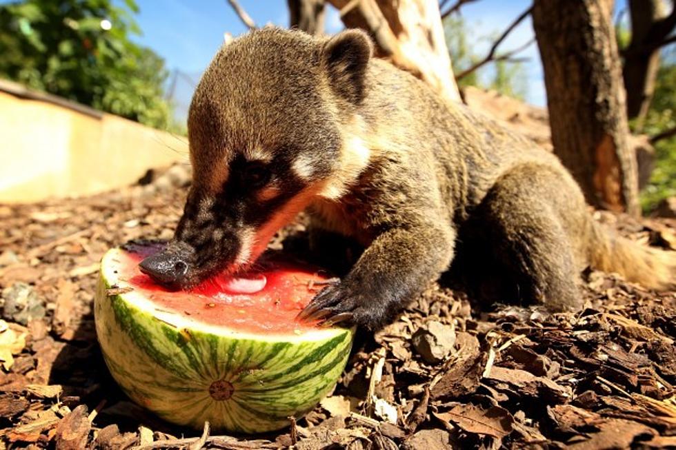 New Baby Animals at Zoo Boise