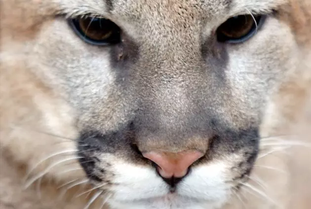 Mountain Lion Spotted Near Table Rock