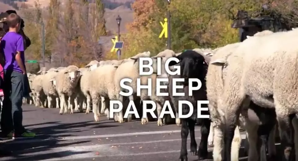 Sun Valley Is Going To The&#8230;Sheep?