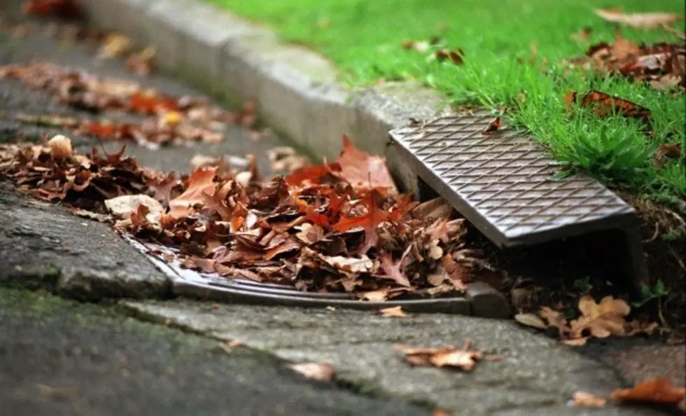 Boise Leaf Collection Backed Up