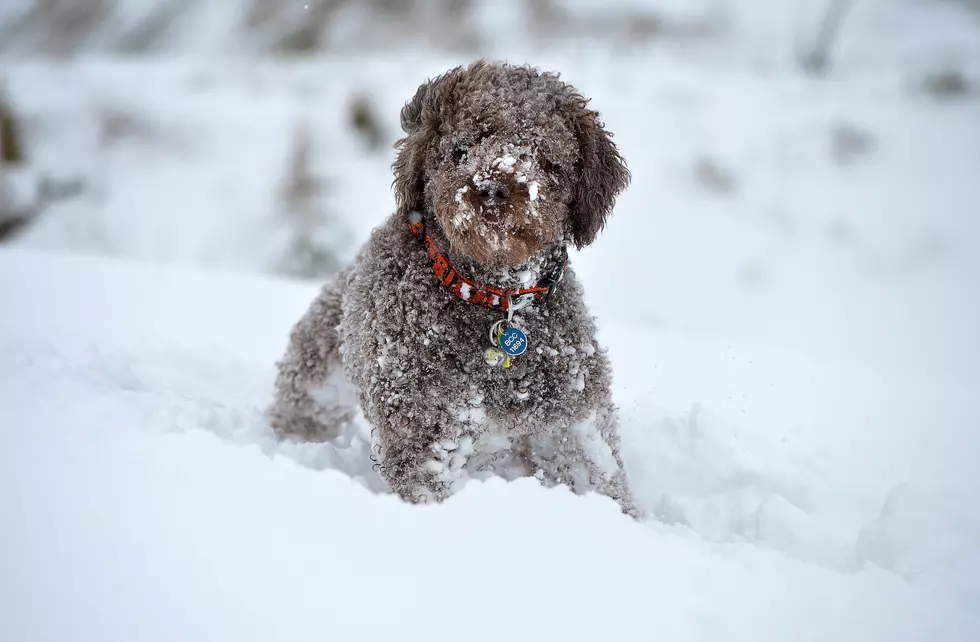 Meridian Woman Leaves Little Dog Outside in Freezing Temps