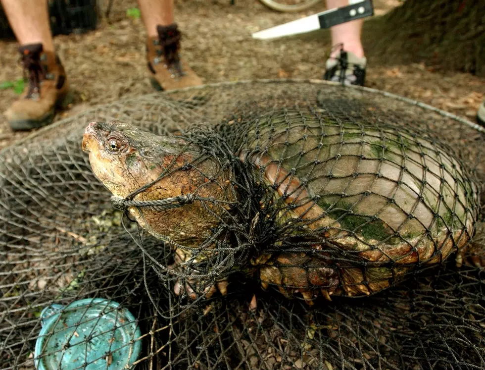 Snapping Turtle Taken From Idaho Teacher Who Fed It a Puppy