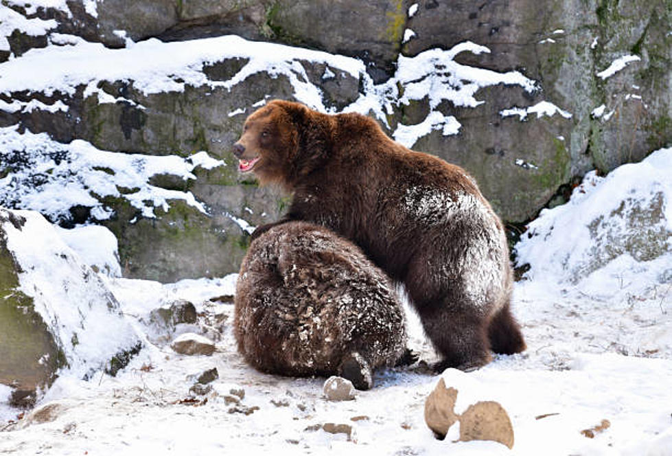 Idaho Opening Up Grizzly Bear Hunting Season