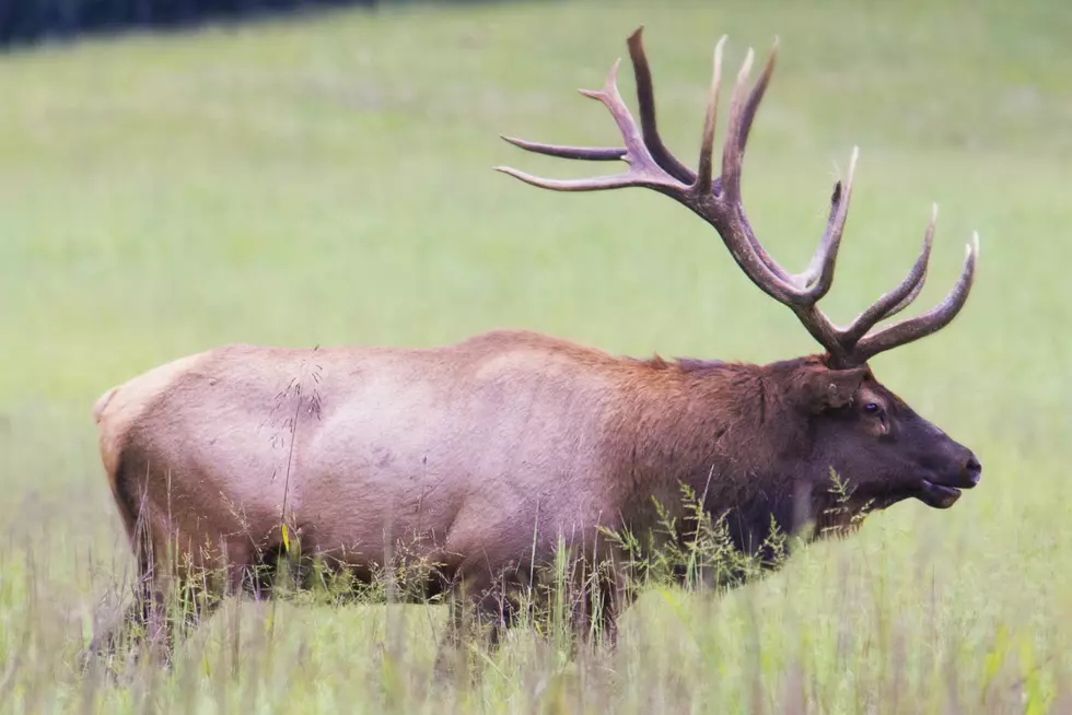 Idaho Man Wins 'World Elk Calling Championship'...Which Exists