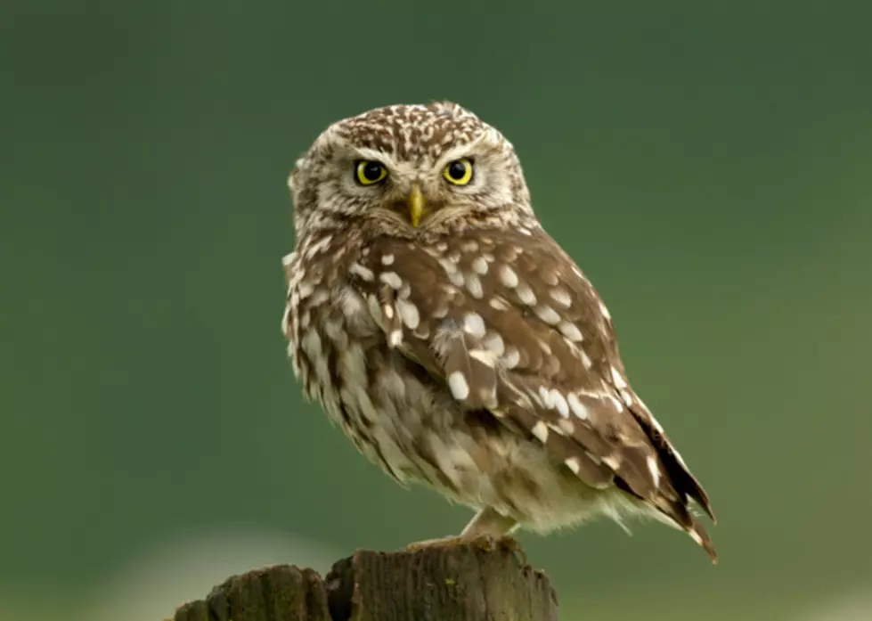 Birds of Prey Gets New BABY Owl