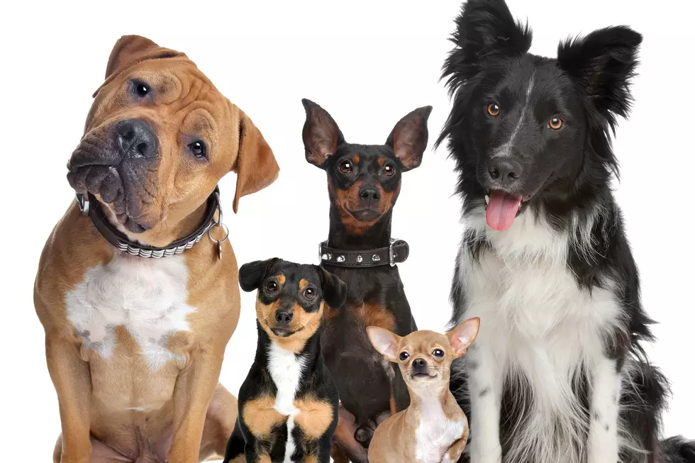 Dogs + Beer = Barktoberfest