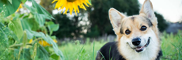 Boise ranks #1 in U.S Dog Parks Per Capita