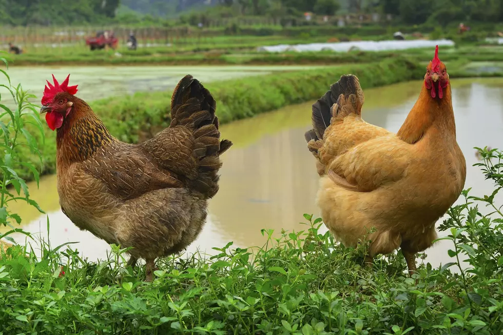 This Idaho City is Fighting for Your Hen-Owning Rights