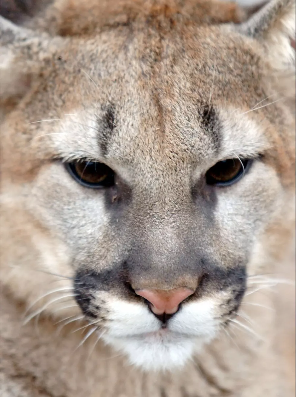 Cougar Kills Mountain Biker