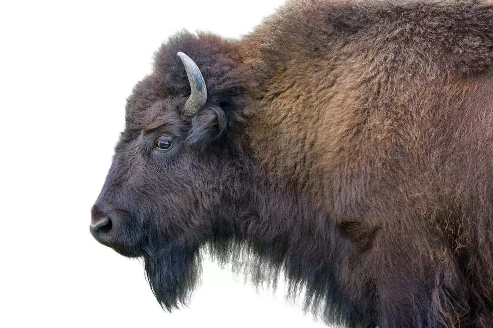 Want to Not Get Killed by a Bison? Here's What You Need to Know